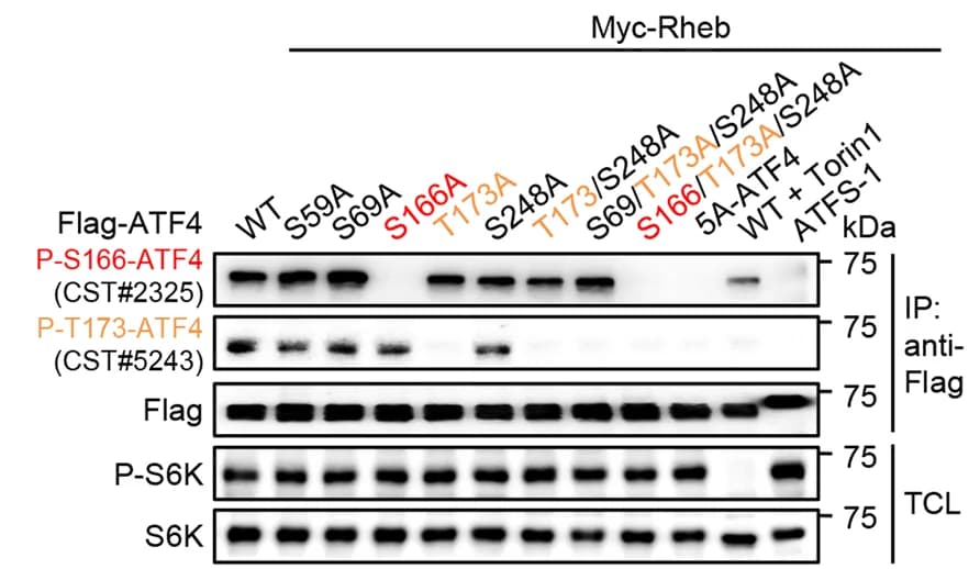 Open access visualization of Gel, ATF4 Phosphorylation, Antibodies, HEK293T Cells, Western Blot Assay