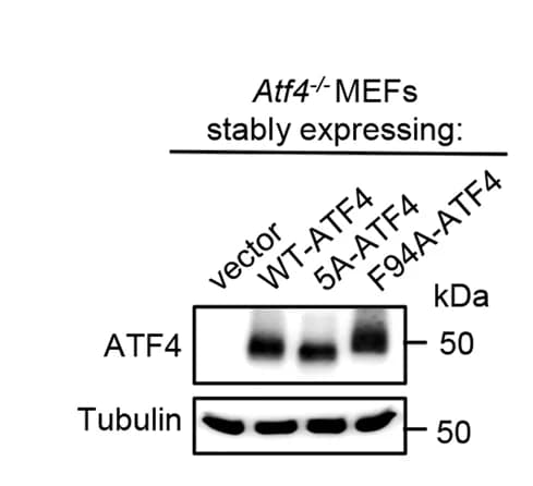 Open access visualization of Gel, Western blot, Atf4 -/- MEFs, Empty vector, Wild-type ATF4