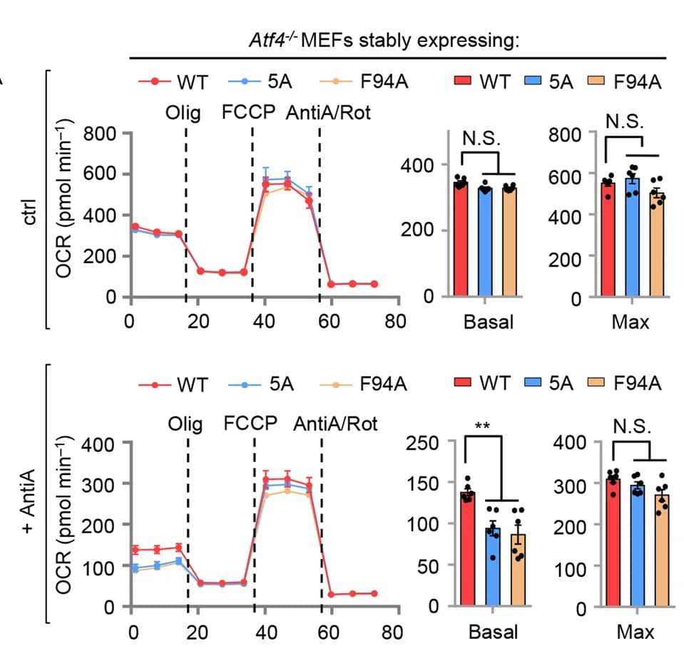 Open access visualization of Line Plot, Error Bars, Bar Plot, OCR, Atf4 -/- MEFs