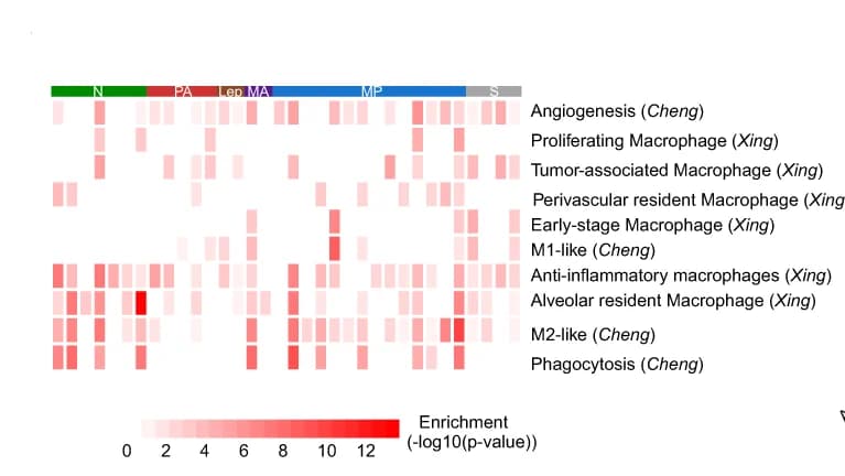 Open access visualization of Heatmap, Phenotypic Differences, Macrophages, MIA, Macrophage Datasets