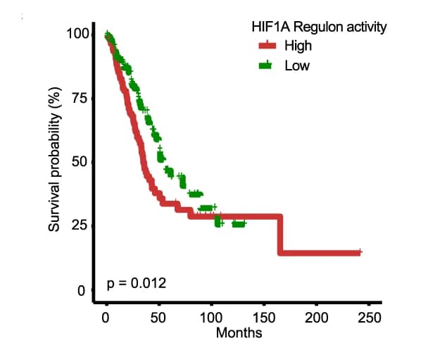 Open access visualization of Survival Curve, Overall Survival, HIF1A Regulon, Kaplan-Meier
