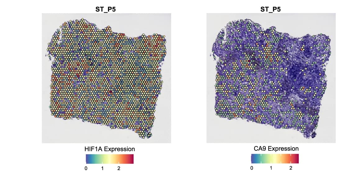 Open access visualization of Microscopy, Scatter Plot, Hypoxia Markers, HIF1A, CA9