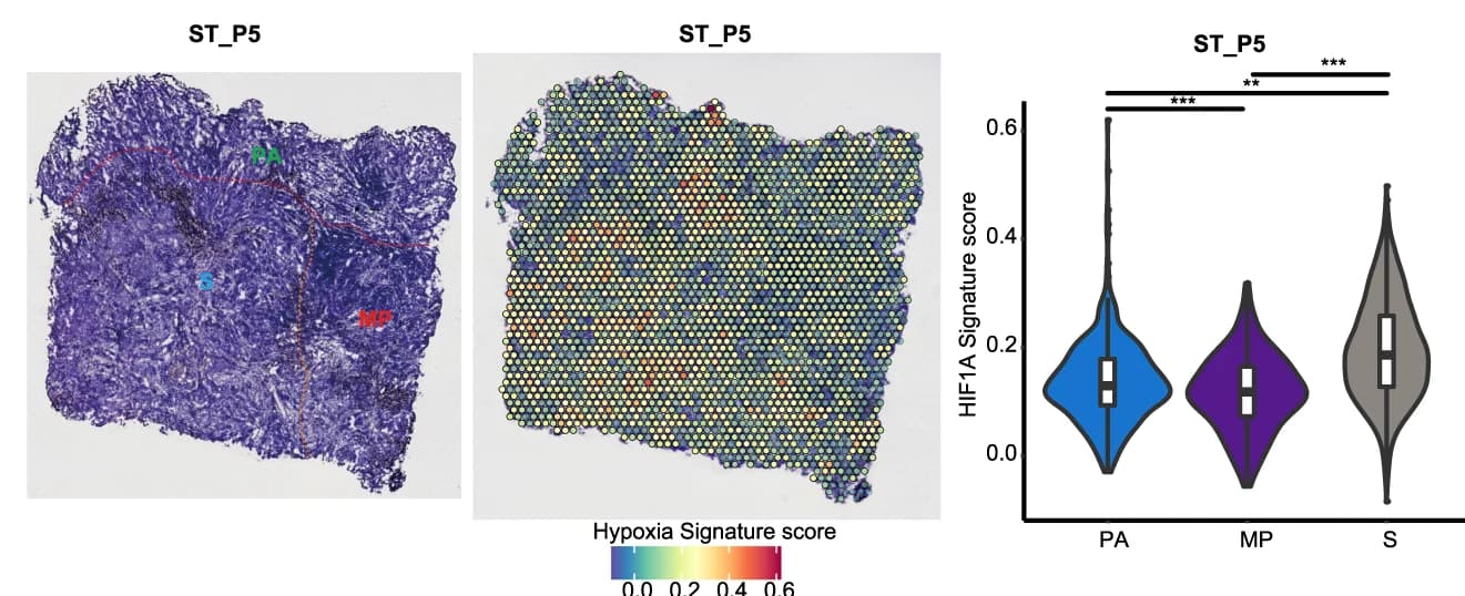 Open access visualization of Violin Plot, Box Plot, Microscopy, Scatter Plot, Heatmap