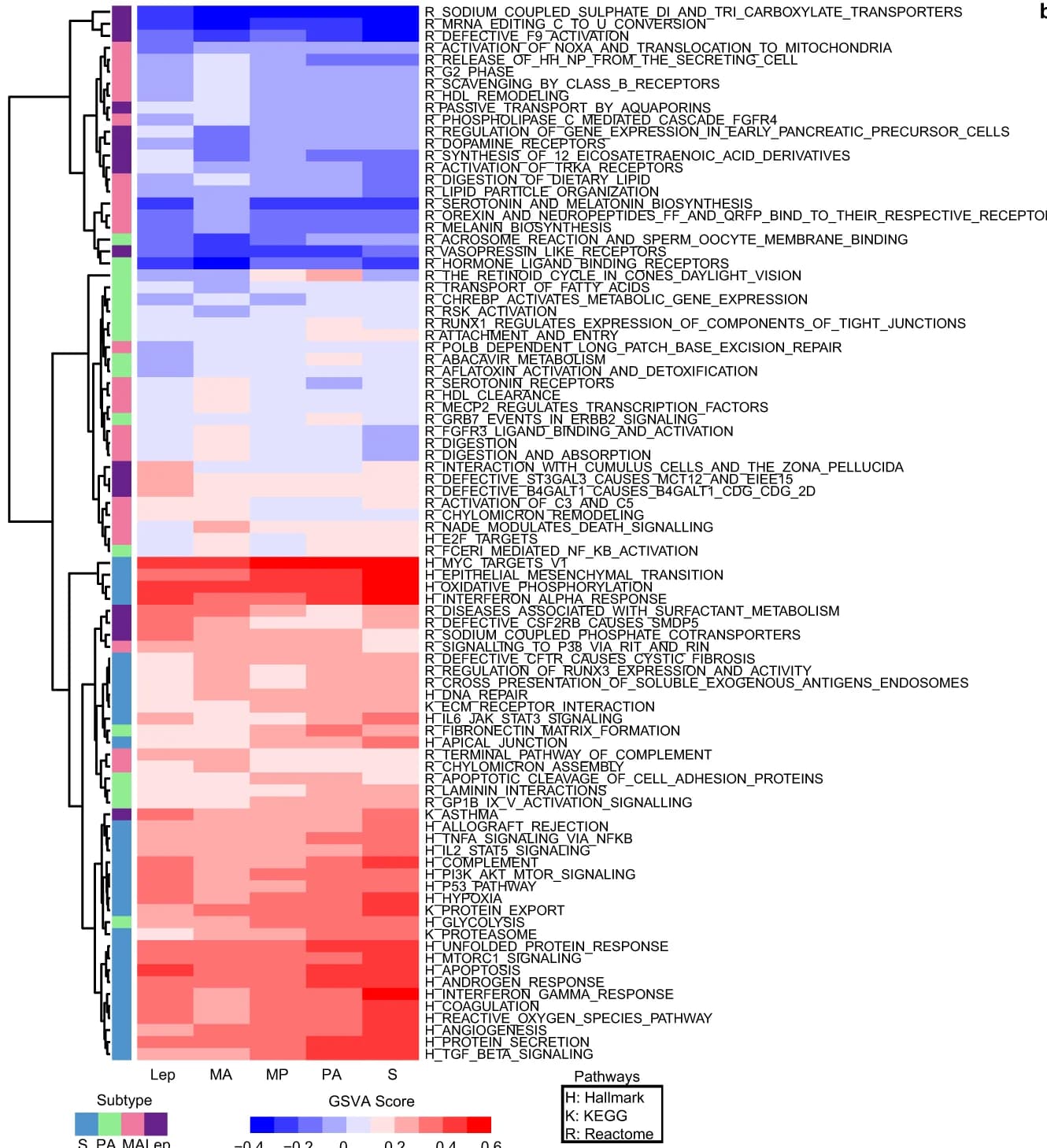 Open access visualization of Heatmap, Clustered, Enrichment Analysis, Hallmark Gene Sets, KEGG Pathways