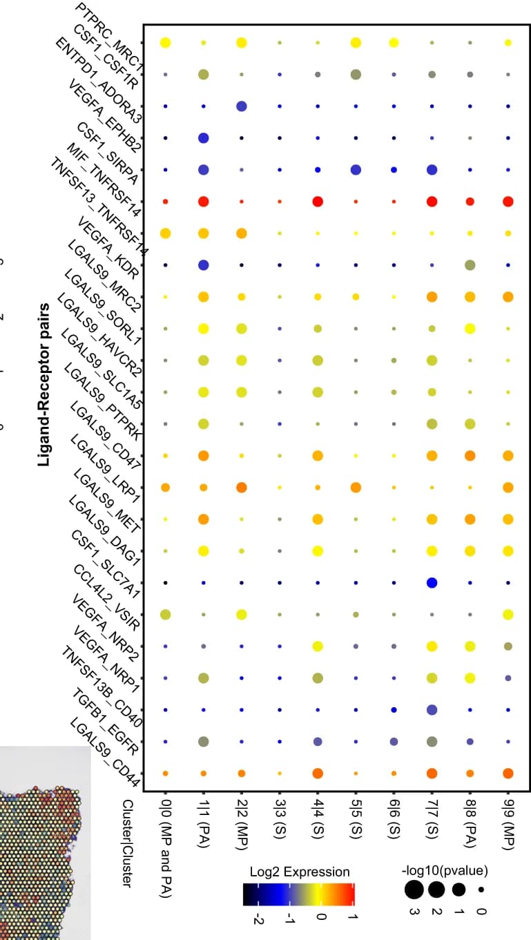 Open access visualization of Bubble Plot, Ligand-Receptor Pairs, Statistical Significance, Gene Expression