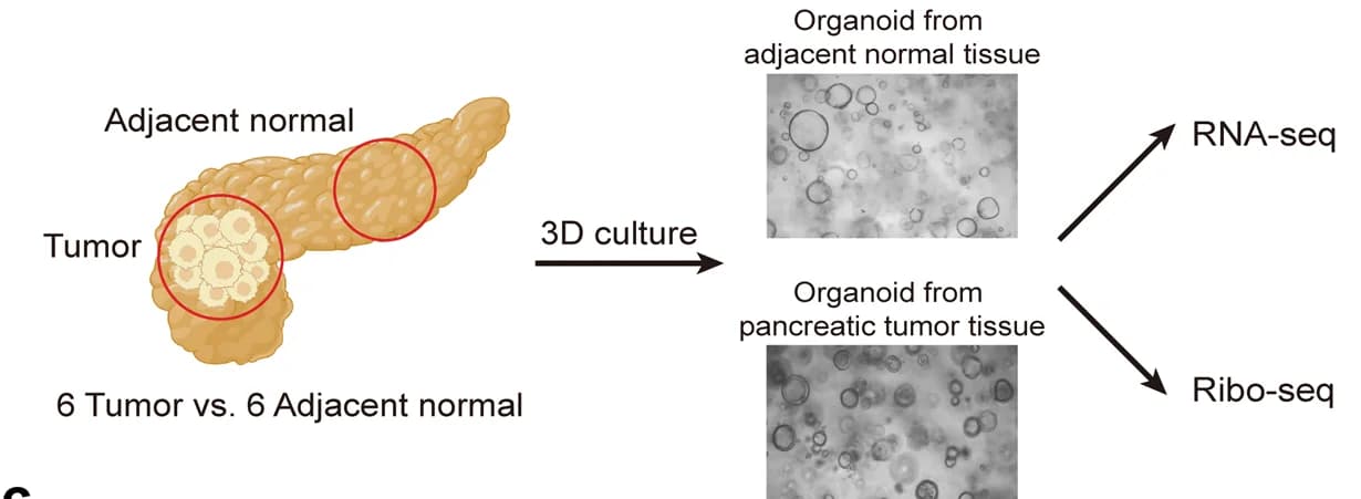 Open access visualization of Workflow, Illustration, Microscopy, Photo, mRNA Sequencing