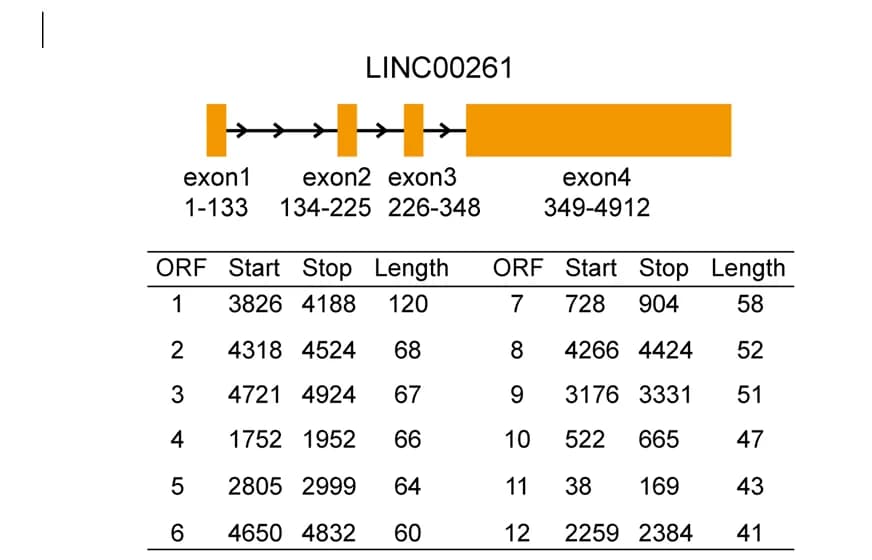 Open access visualization of Illustration, Table Image, ORFs, LINC00261, Exons