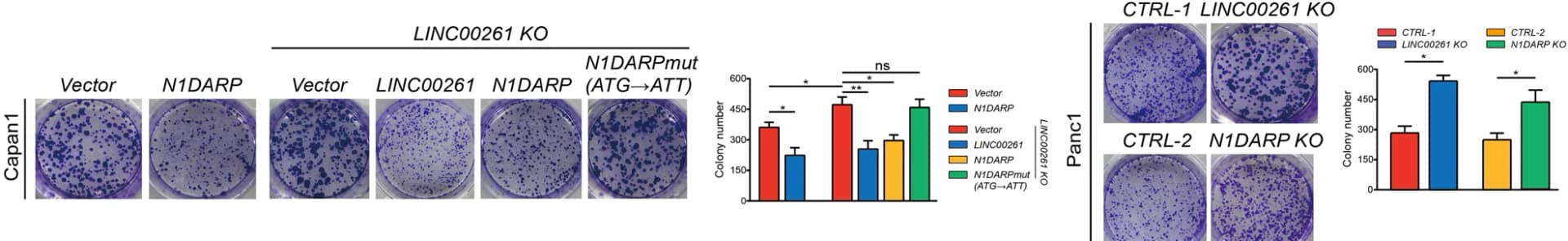 Open access visualization of Bar Plot, Photo, Error Bars, CCK8 Assay, Cell Proliferation