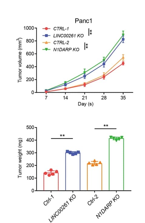 Open access visualization of Line Plot, Error Bars, Bar Plot, Scatter Plot, Tumor Volume