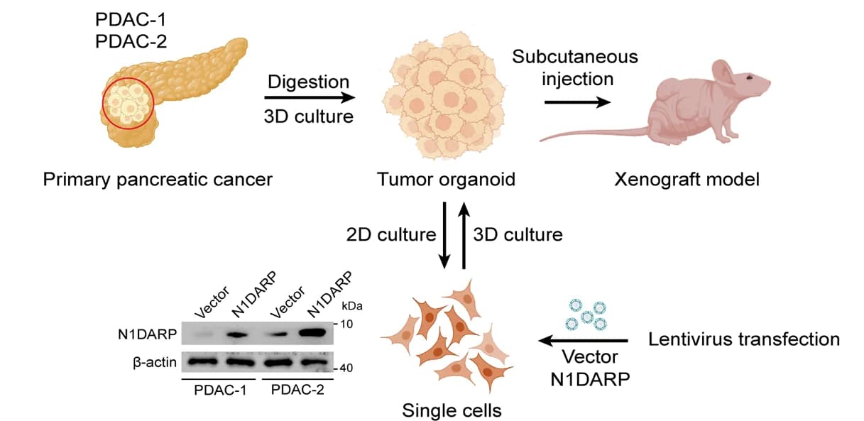 Open access visualization of Workflow, Gel, Illustration, Pancreatic Cancer Organoids, Cells