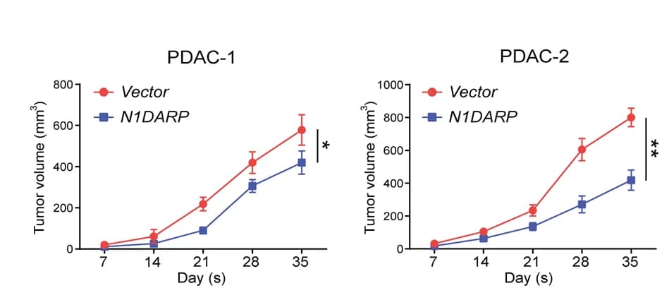 Open access visualization of Line Plot, Error Bars, Tumor Volume, Transfection, PDAC-1