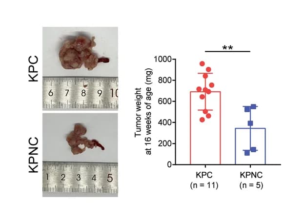 Open access visualization of Scatter Plot, Error Bars, Tumor Weight, KPC Mice, KPNC Mice