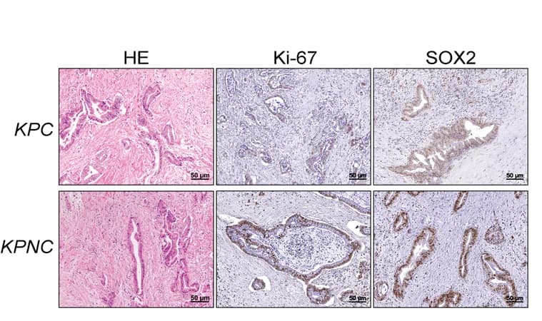 Open access visualization of Microscopy, Hematoxylin and Eosin Staining, Immunohistochemistry, Ki-67, SOX-2