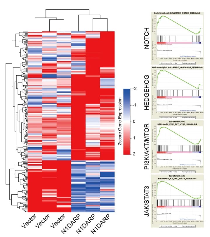Open access visualization of Heatmap, Line Plot, RNA Sequencing, GSEA Analysis, Capan1