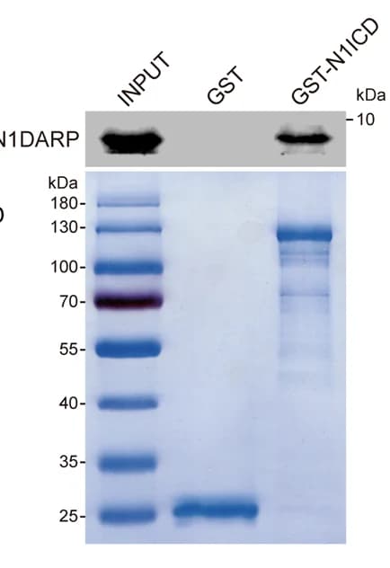 Open access visualization of Gel, In Vitro Pulldown Assay, GST, N1ICD, Panc1