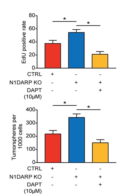 Open access visualization of Bar Plot, Error Bars, Cell Proliferation, EdU Assay, Tumor Sphere Formation Assay