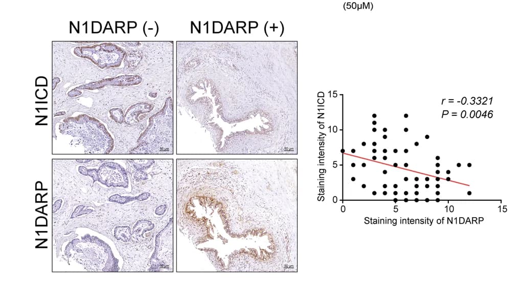 Open access visualization of Scatter Plot, Regression Plot, Microscopy, Photo, Immunohistochemistry