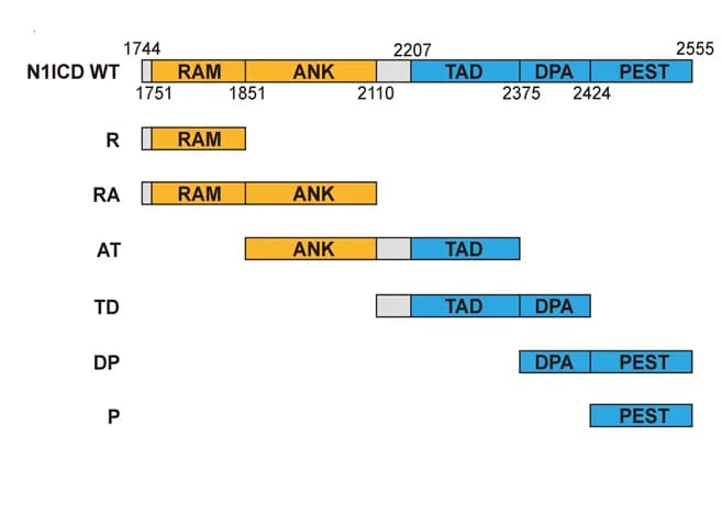 Open access visualization of Illustration, N1ICD Plasmids, Co-IP, Western Blotting Assay, N1DARP