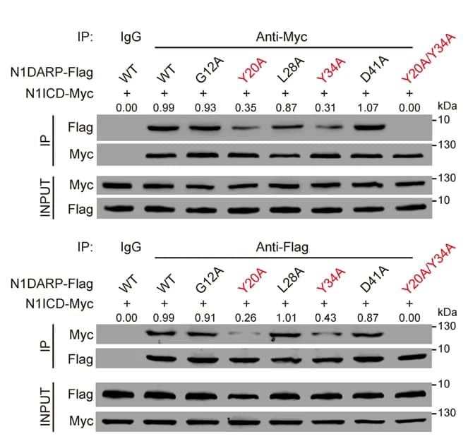 Open access visualization of Gel, Western Blotting Assay, N1DARP, N1ICD, HEK293T