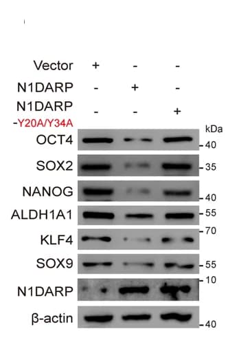 Open access visualization of Gel, Stem Cell Properties, Western Blotting Assay, Capan1, N1DARP
