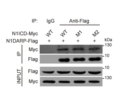 Open access visualization of Gel, N1DARP, N1ICD, Western Blotting Assay, Capan1