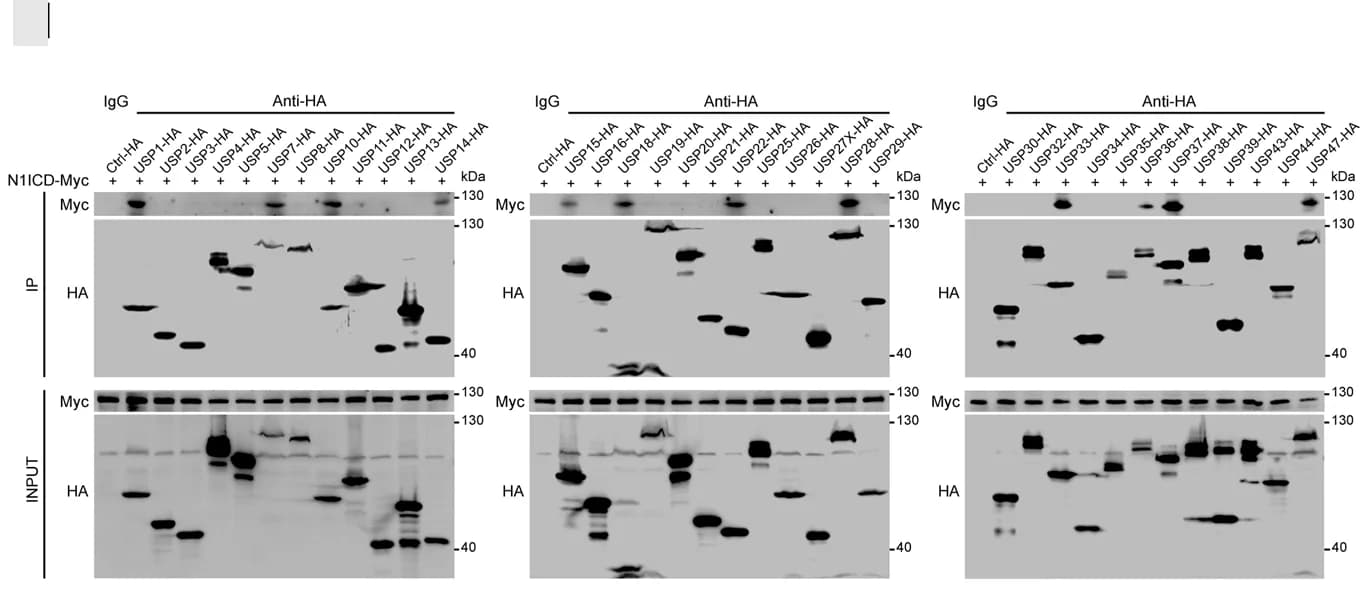 Open access visualization of Gel, Co-IP, Western Blotting, N1ICD, Deubiquitinases