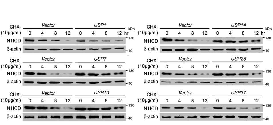 Open access visualization of Gel, N1ICD, Western Blotting, HEK293T, USPs