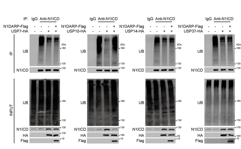 Open access visualization of Gel, Ubiquitination, N1ICD, Co-IP, Western Blotting