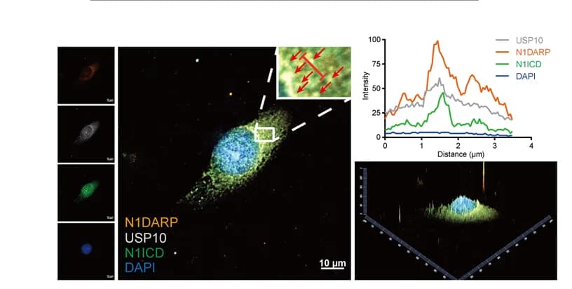 Open access visualization of Microscopy, Line Plot, 3D Plot, Immunofluorescence, Confocal Microscopy