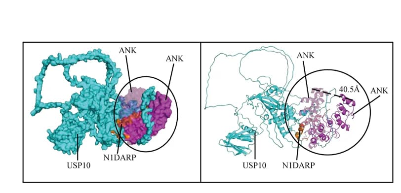 Open access visualization of Protein Structure, Chemical Structure, Molecular Docking, N1DARP, N1ICD
