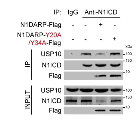Open access visualization of Gel, Co-IP, Western Blotting, Capan1 Cells, N1DARP