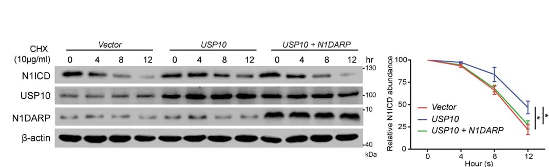 Open access visualization of Line Plot, Error Bars, Gel, N1ICD, Western Blotting