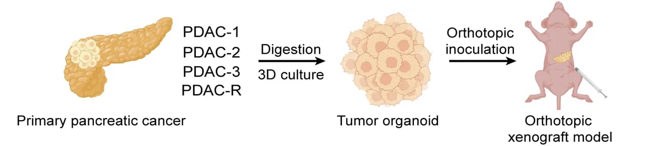 Open access visualization of Workflow, Illustration, PDO, PDOX