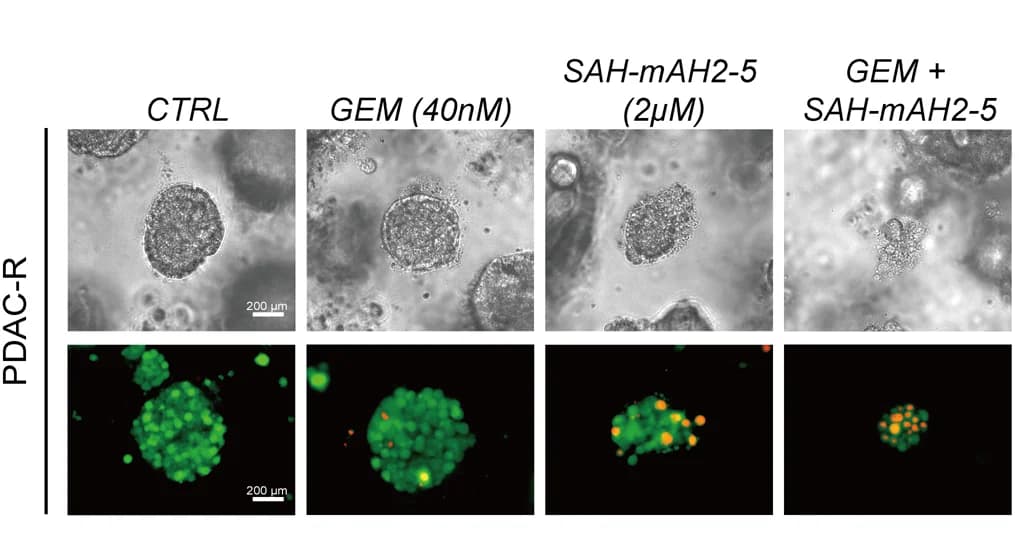 Open access visualization of Microscopy, Organoid Area, Apoptosis Rate, Calcein-AM/PI, Flow Cytometry