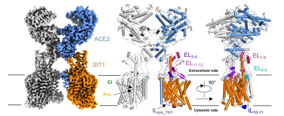 Open access visualization of Protein Structure, 3D Plot, Cryo-EM Map, ACE2-SIT1 Complex, ACE2