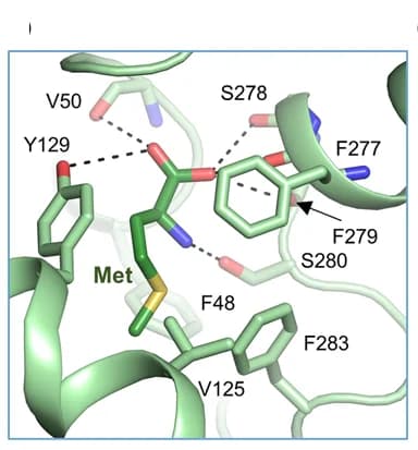 Open access visualization of Protein Structure, Chemical Structure, Interaction Interface, B0AT1, Met