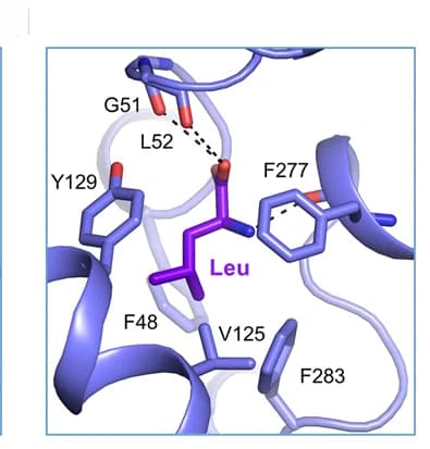 Open access visualization of Protein Structure, Chemical Structure, Interaction Interface, B0AT1, Leu