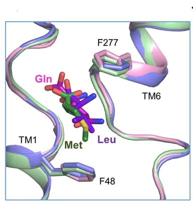 Open access visualization of Protein Structure, Chemical Structure, Binding Mode, B0AT1, Gln