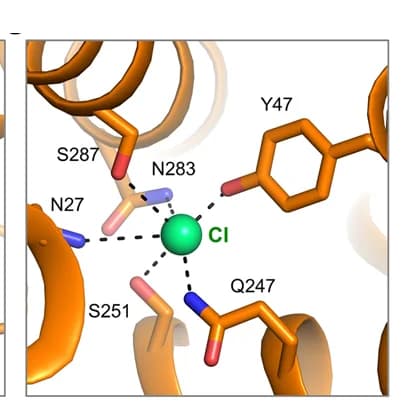 Open access visualization of Protein Structure, Chemical Structure, Interaction Interface, Chloride Ion, SIT1