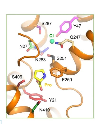 Open access visualization of Protein Structure, Chemical Structure, Binding Mode, Pro, Chloride Ion