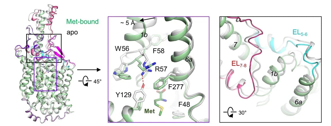 Open access visualization of Protein Structure, Structural Comparison, B0AT1, Met, Conformational Change