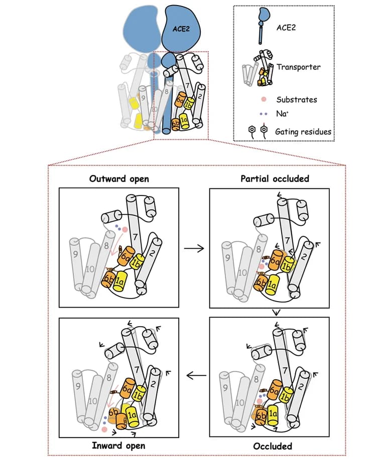 Open access visualization of Workflow, Illustration, Transport Cycle, Transporters, ACE2