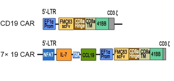 Open access visualization of Workflow, Illustration, CAR Construct