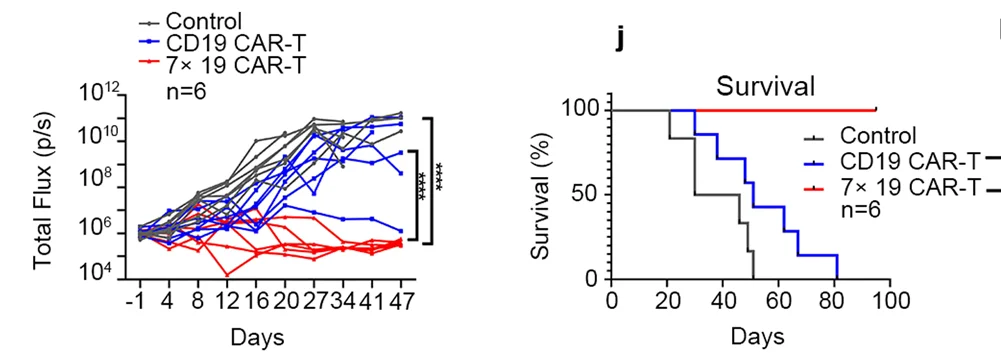 Open access visualization of Line Plot, Survival Curve, NSG Mice, CAR T Cells, Control T Cells