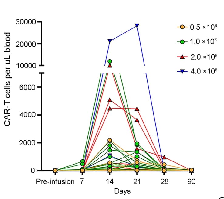 Open access visualization of Line Plot, CAR T Cell Kinetics, Peripheral Blood, Dose, Infusion