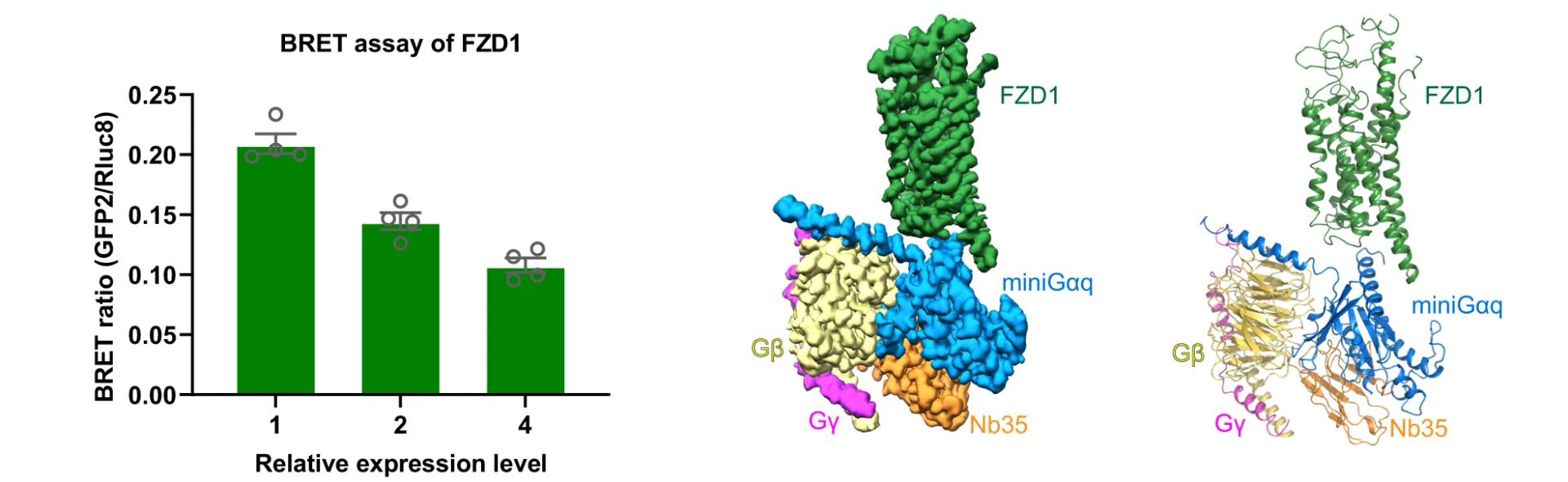Open access visualization of Bar Plot, Error Bars, Protein Structure, BRET, Gq