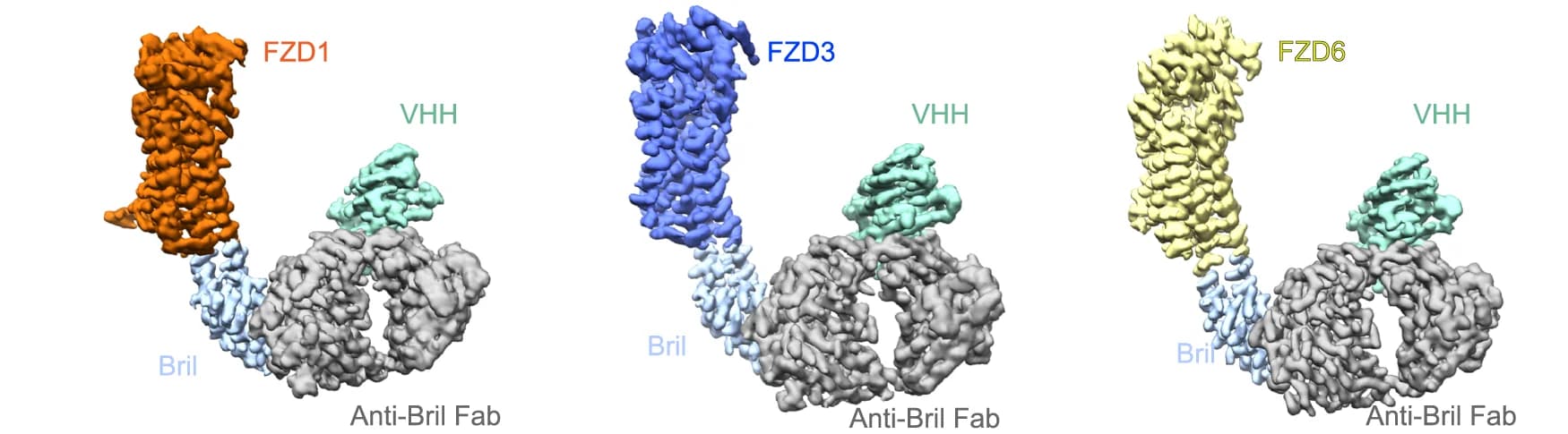 Open access visualization of Protein Structure, Cryo-EM Maps, FZD1, FZD3, FZD6