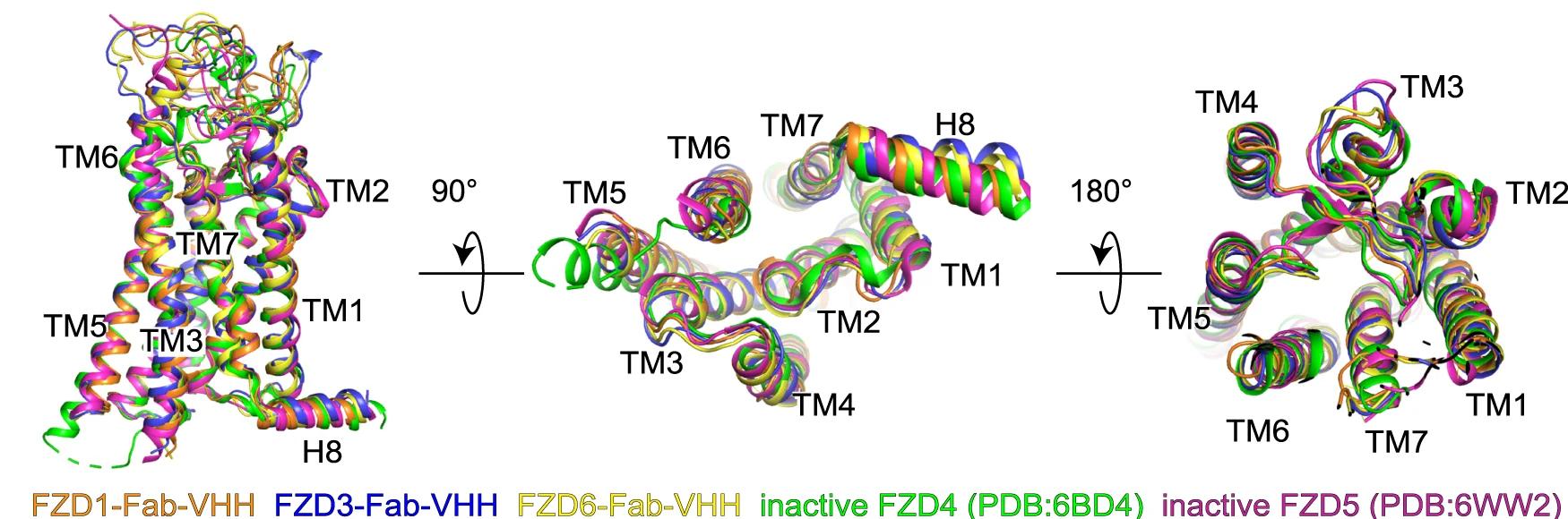 Open access visualization of Protein Structure, FZD1, FZD3, FZD6, FZD4