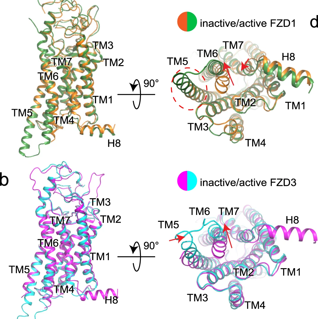 Open access visualization of Protein Structure, FZD1, Inactive, Active, Superposition