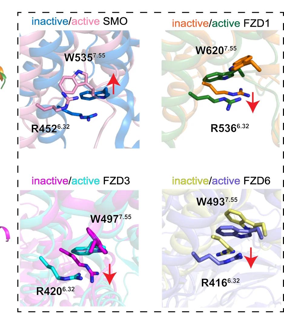 Open access visualization of Protein Structure, Chemical Structure, Conformational Rearrangement, Molecular Switch, SMO